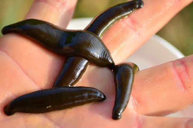 Curious Kids: why do leeches suck our blood?