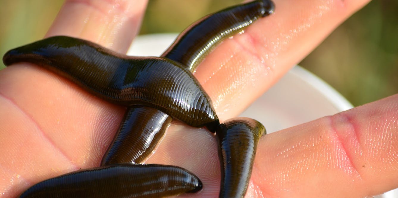 Curious Kids: Why Do Leeches Suck Our Blood?