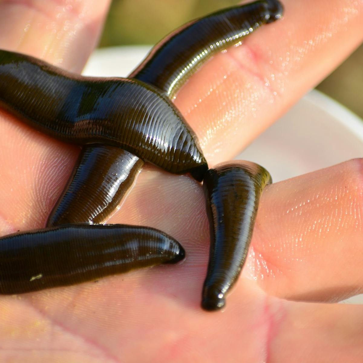 Curious Kids: why do leeches suck our blood?