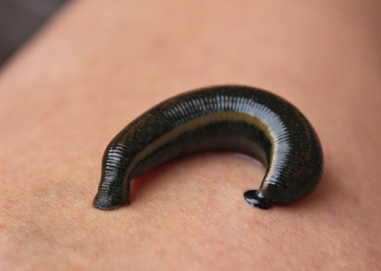 Curious Kids: why do leeches suck our blood?