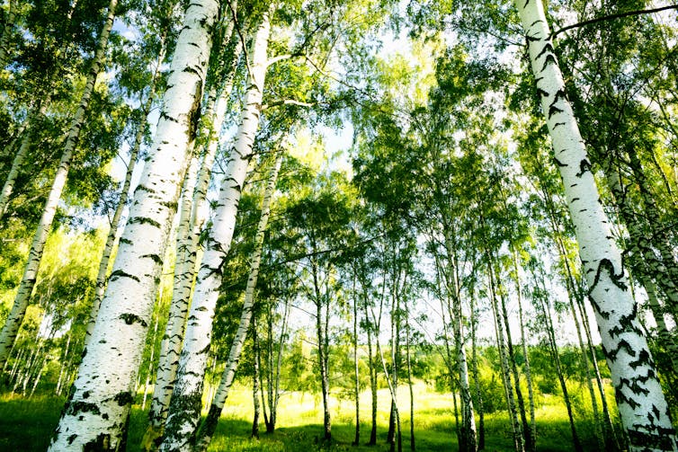 Swedish birch forests