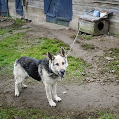 How dogs help keep multiracial neighborhoods socially segregated