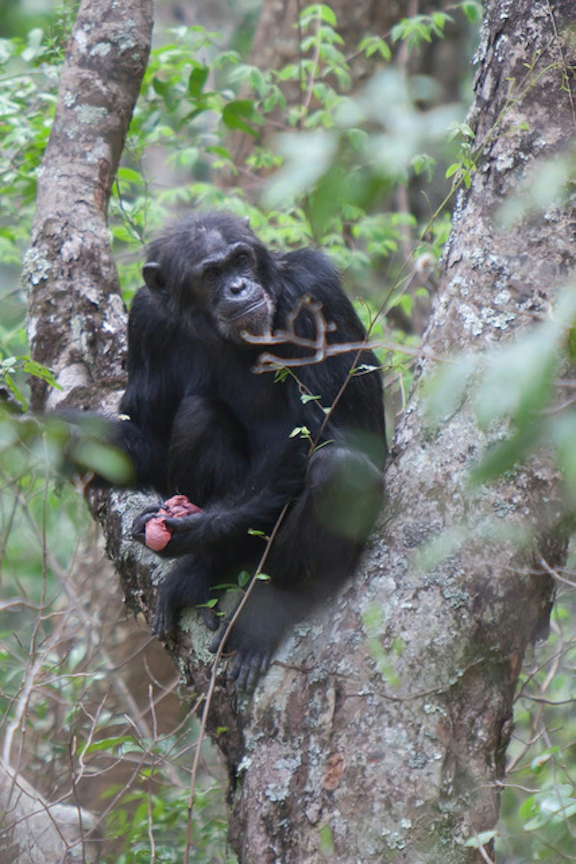 chimpanzee monkey predation