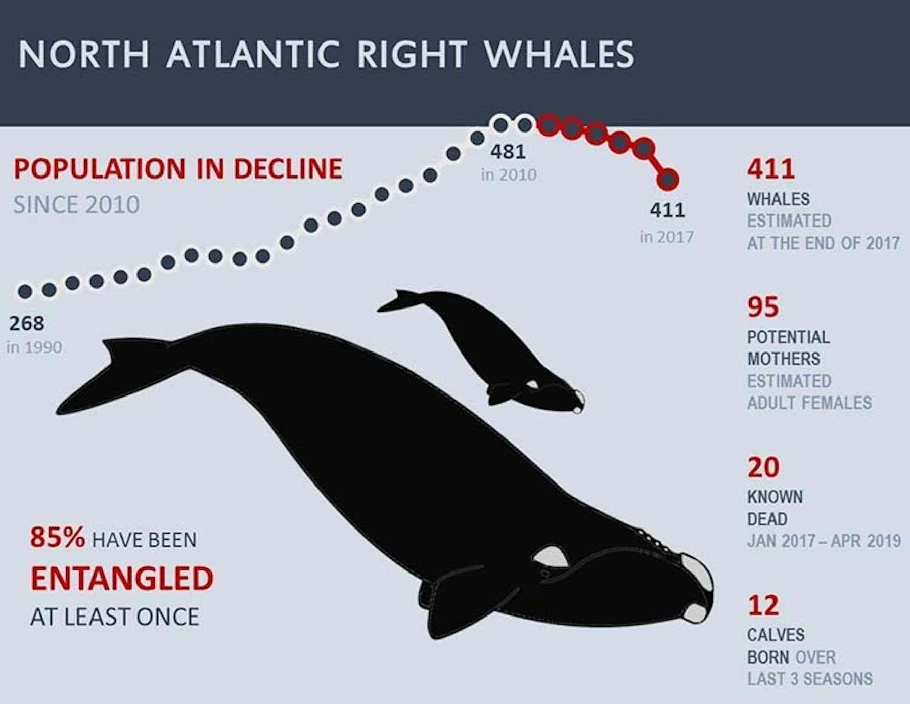Critically Endangered Right Whales Are Dying in Record Numbers. High