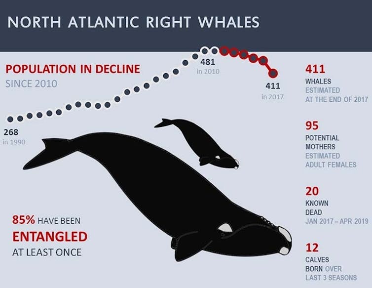 High-tech fishing gear could help save critically endangered right whales