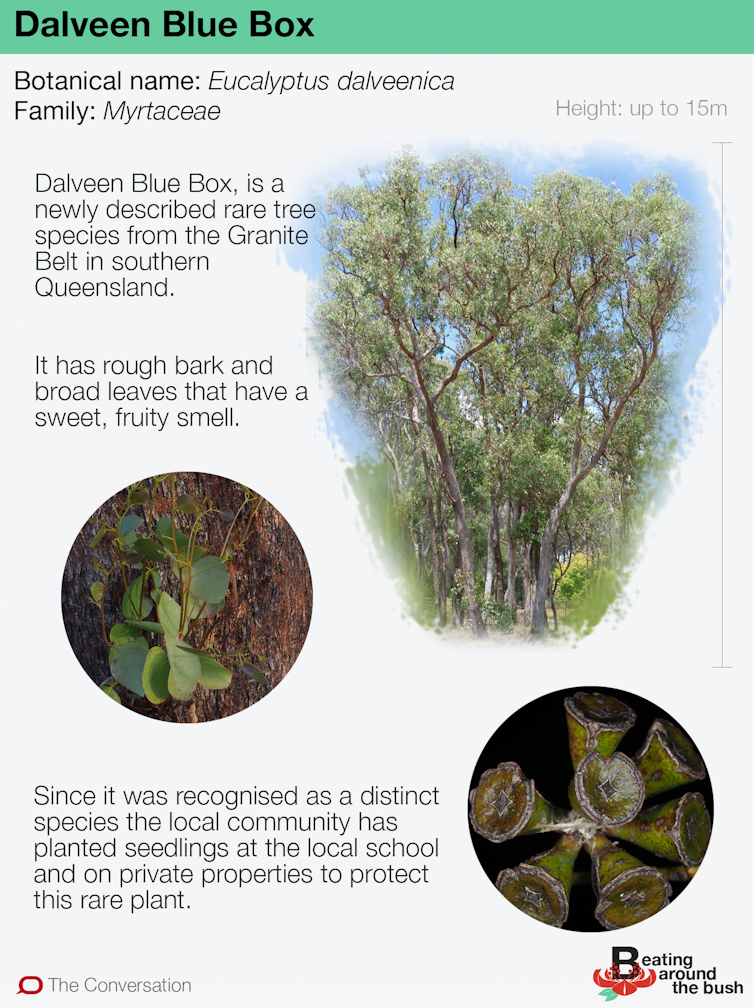 How I discovered the Dalveen Blue Box, a rare eucalypt species with a sweet, fruity smell