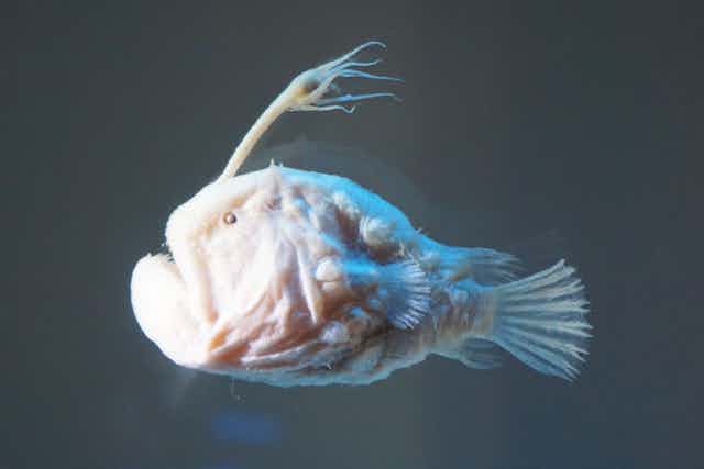 Curious Kids: how would the disappearance of anglerfish affect our