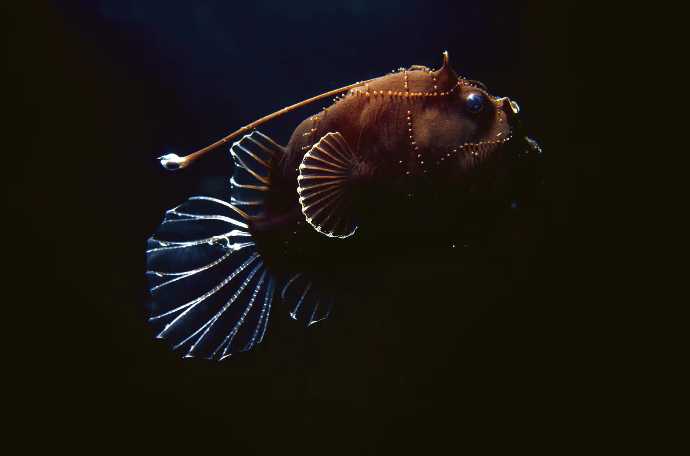 Curious Kids: how would the disappearance of anglerfish affect our ...