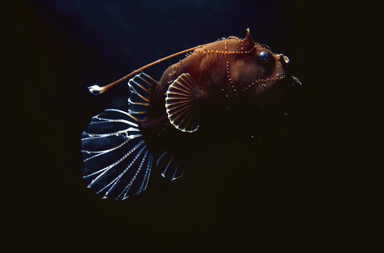 Curious Kids: how would the disappearance of anglerfish affect our environment?
