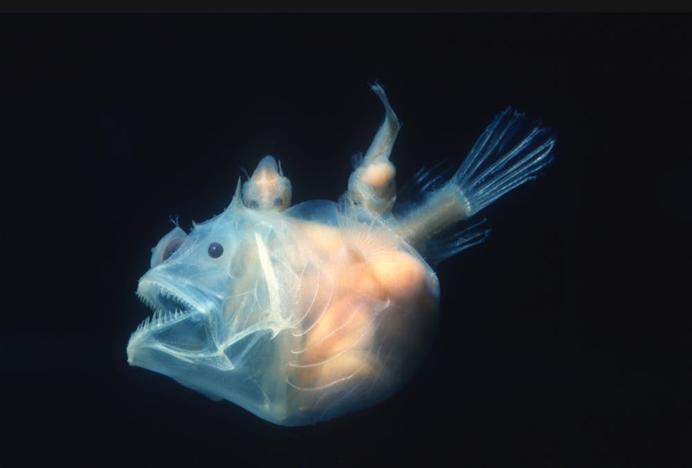 Curious Kids: how would the disappearance of anglerfish affect our  environment?