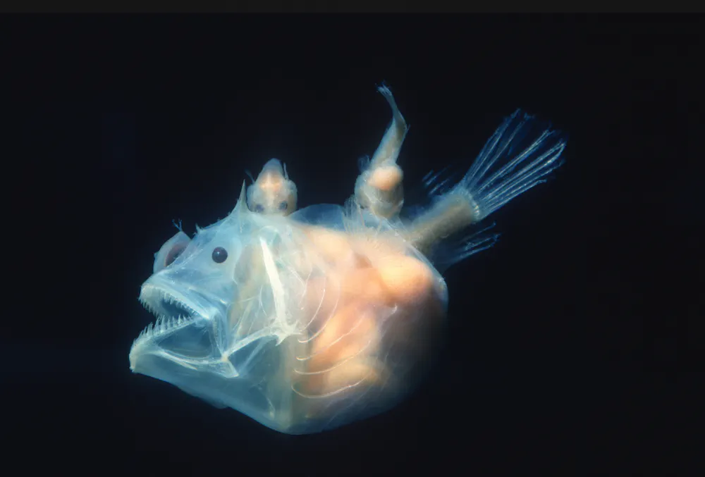 Curious Kids: how would the disappearance of anglerfish affect our ...
