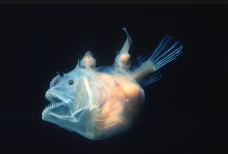 Curious Kids: how would the disappearance of anglerfish affect our environment?