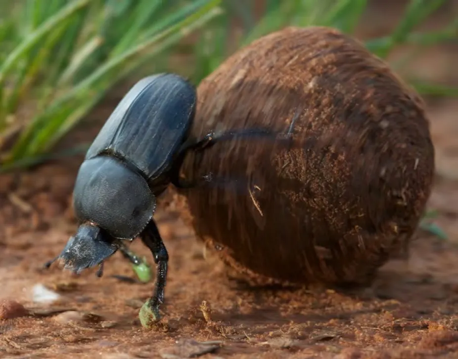 Star Insect There’s still so much we don’t know about the star-gazing beetle with a ...