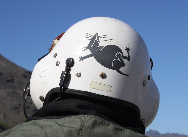 The birdlife of South Georgia is handed another chance