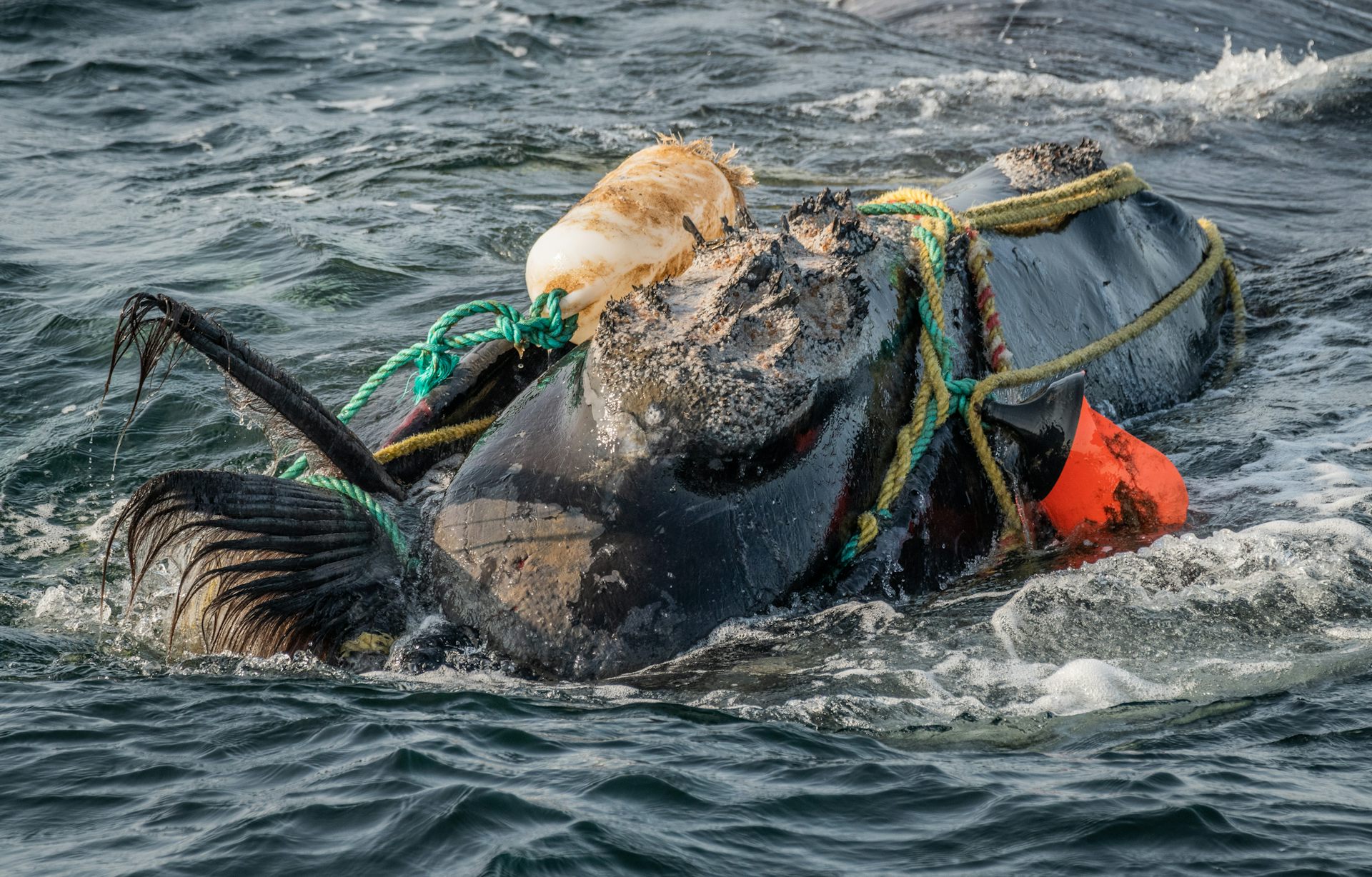 High-tech Fishing Gear Could Help Save Critically Endangered Right Whales