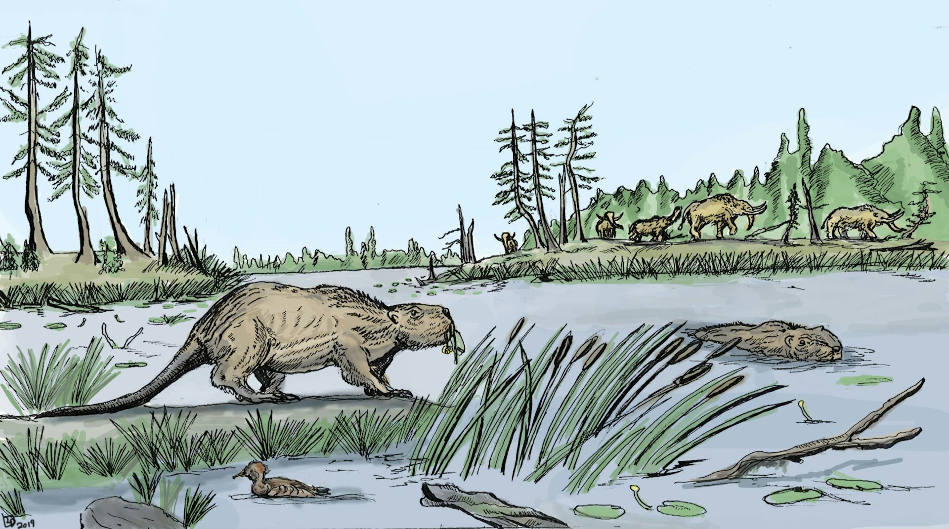 Why Giant Human-sized Beavers Died Out 10,000 Years Ago