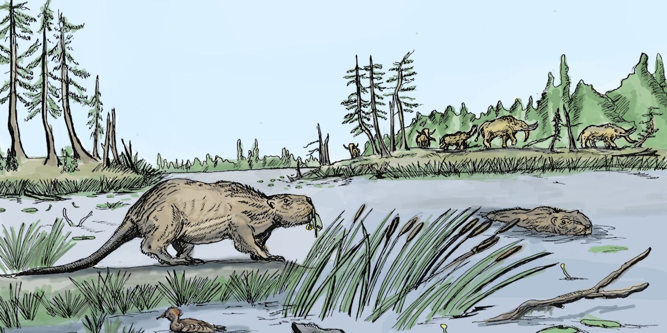 Why Giant Human Sized Beavers Died Out 10 000 Years Ago