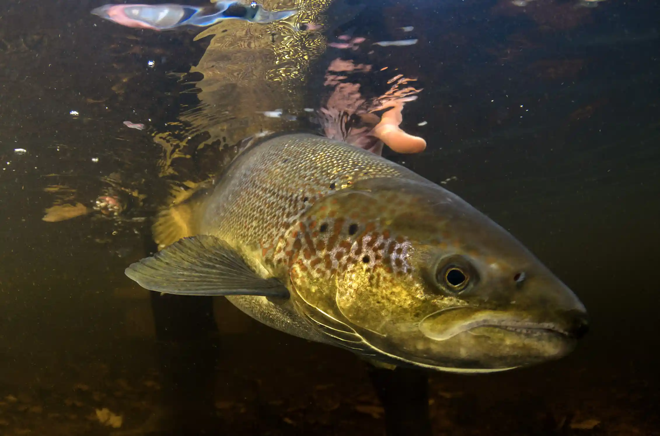 Catch me if you can! How anglers are changing the catchability of fish