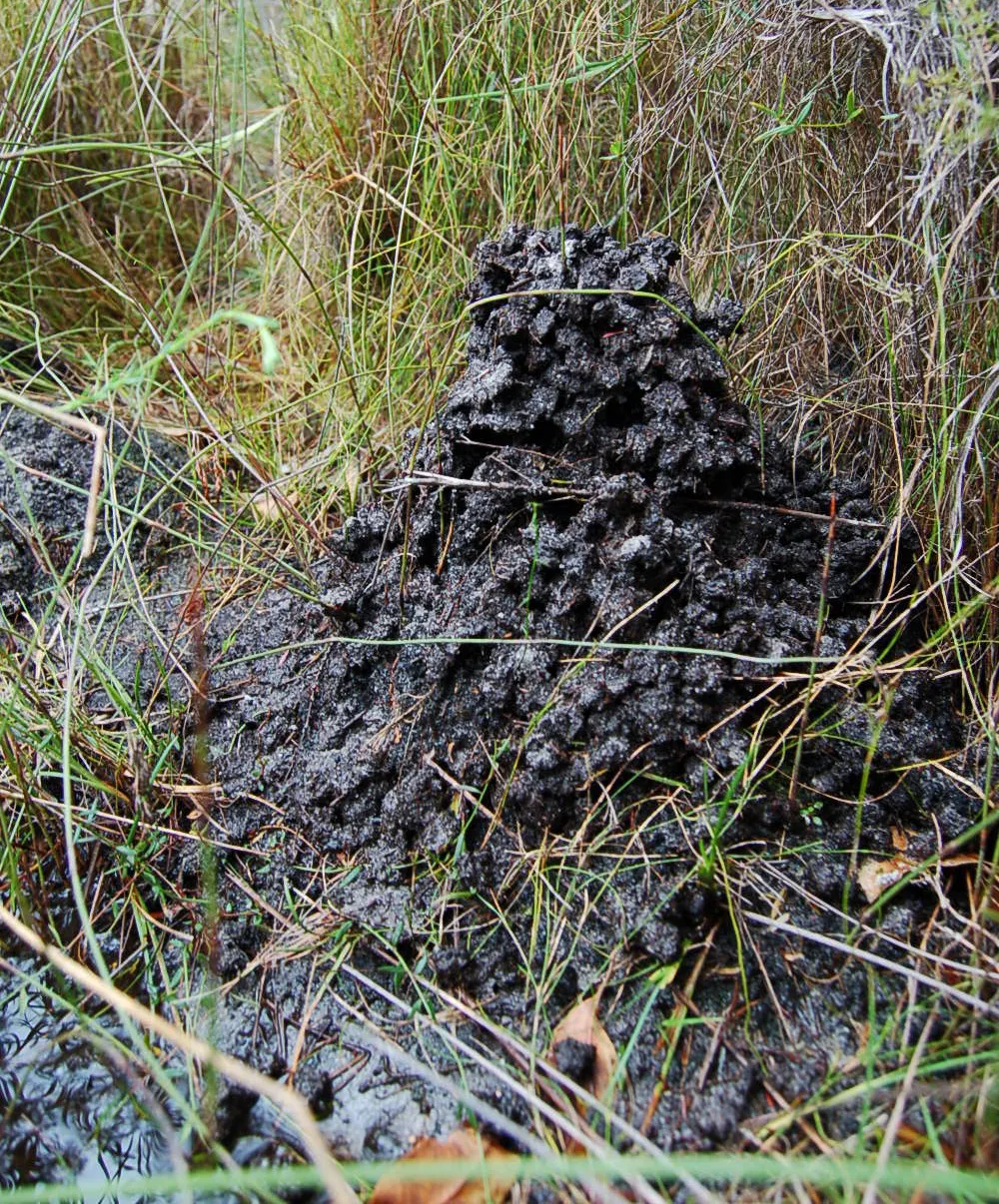 Australian endangered species: Margaret River burrowing crayfish