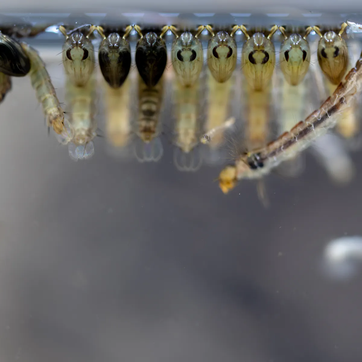 Mosquito Larvae Water