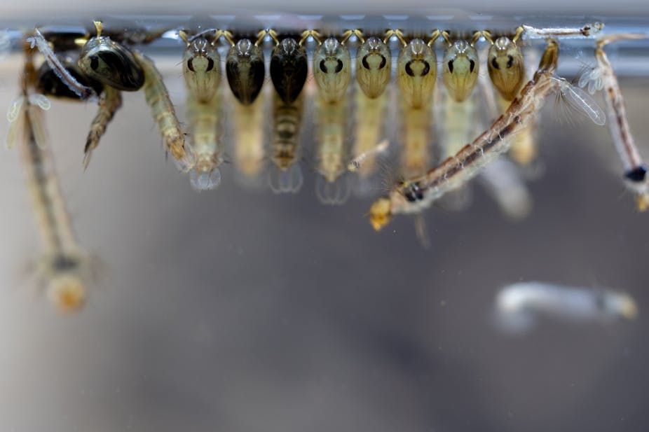 Killing mosquito larvae can contribute towards malaria elimination