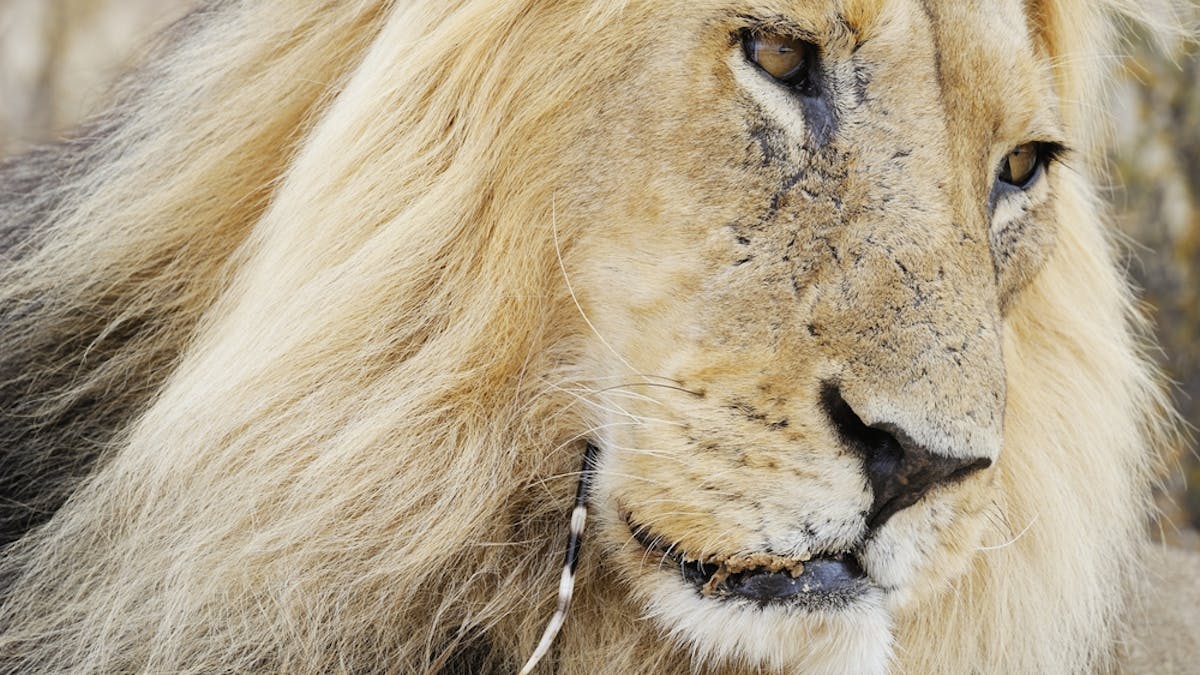 Lions Sometimes Suffer If They Attack A Porcupine So Why Do They Do It Lions Sometimes Suffer If They Attack A Porcupine So Why Do They Do It