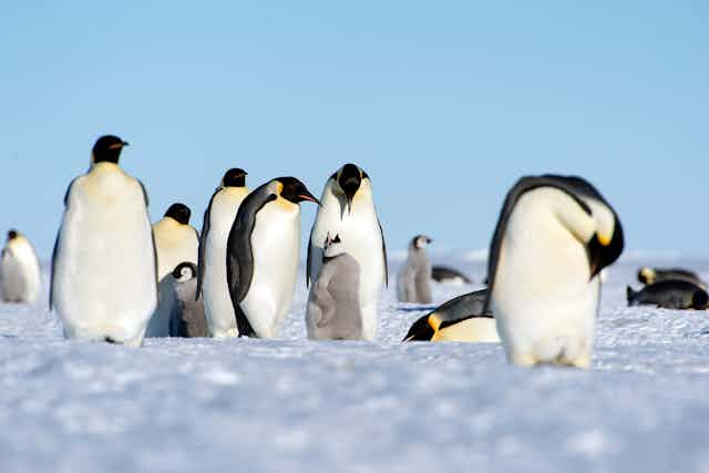 Curious Kids: how can penguins stay warm in the freezing cold waters of  Antarctica?