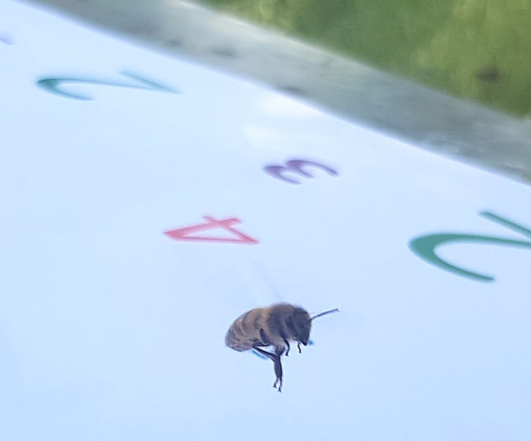 We taught bees a simple number language – and they got it