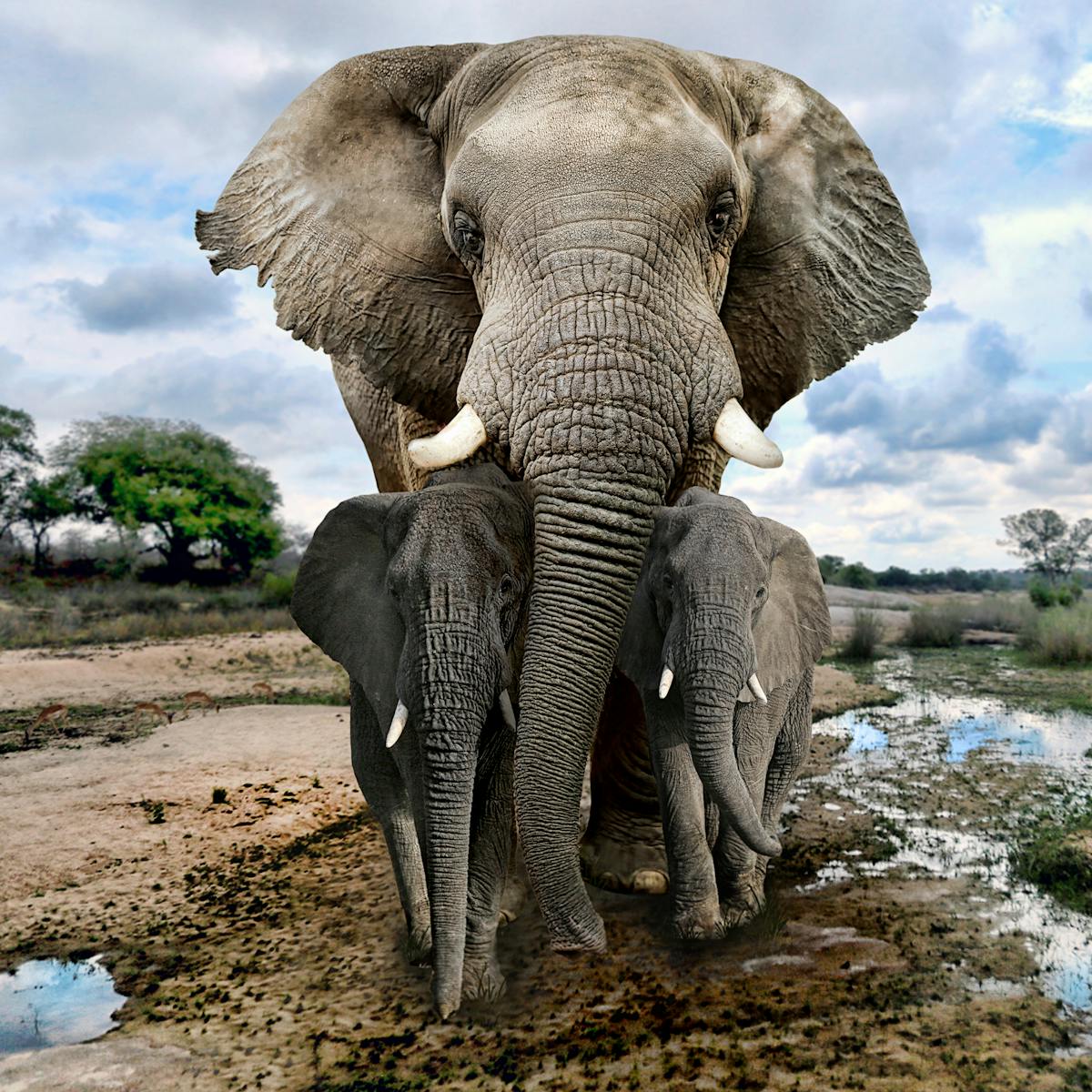 Wonderlijk To save the African elephant, focus must turn to poverty and KB-79