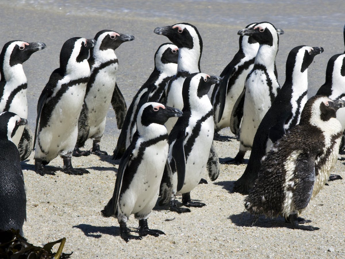 How African penguins change their hunting habits when there's less food