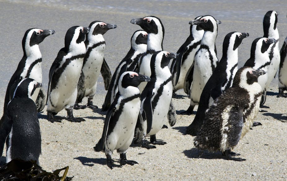 How African penguins change their hunting habits when there's less food