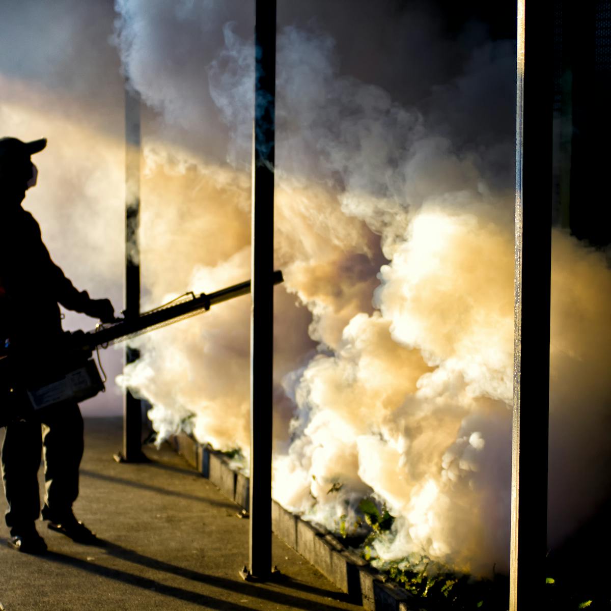 Fighting Malaria With Fungi Biologists Engineer A Fungus To Be