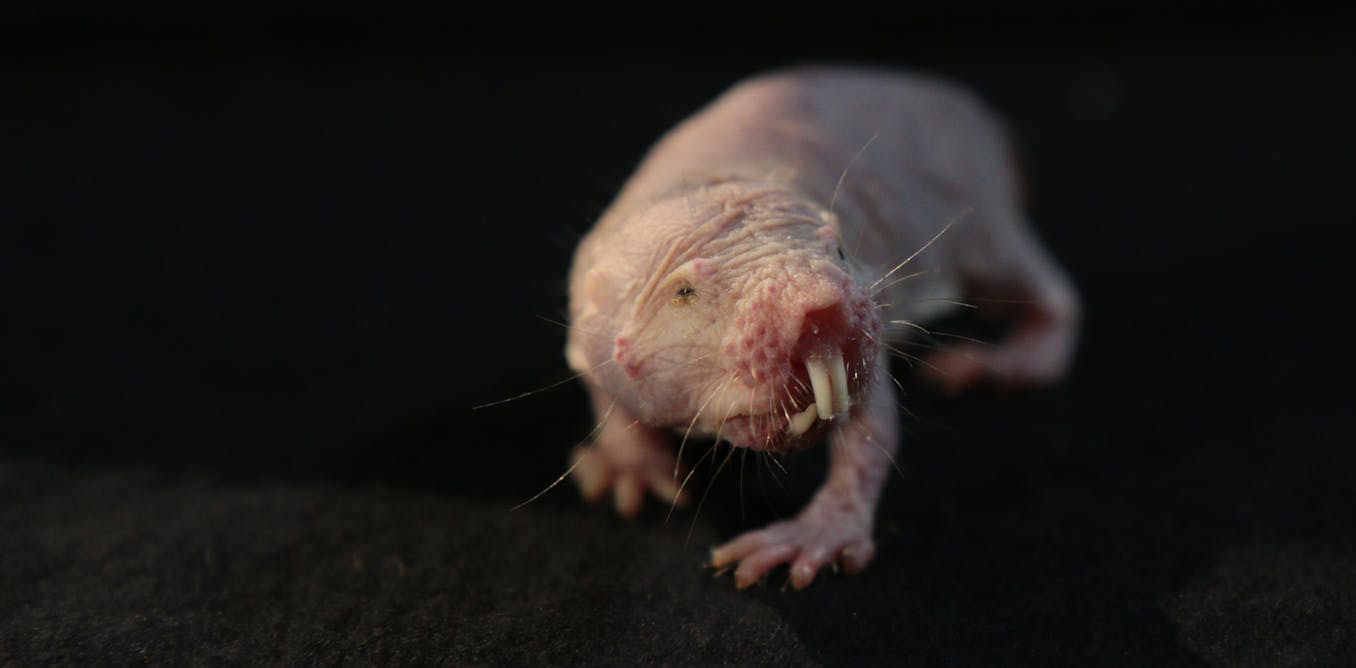Naked mole rat genes could hold the secret to pain relief