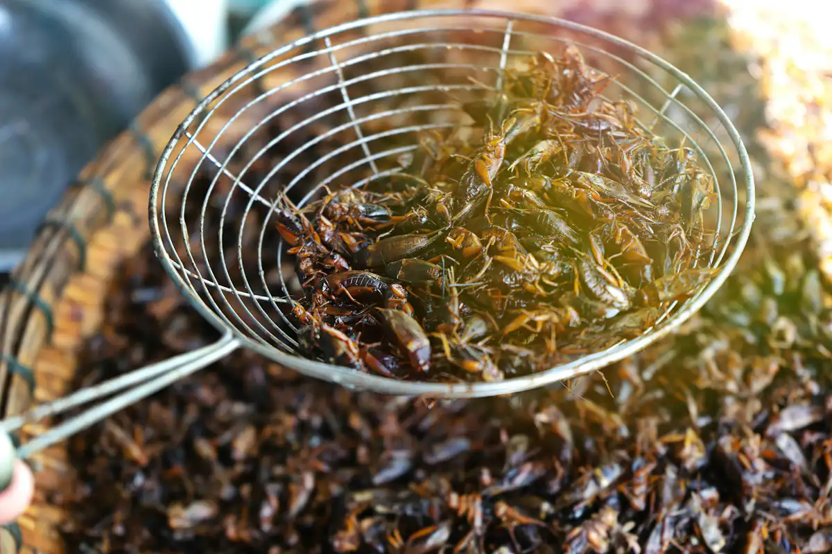 Pourquoi manger des insectes est bon pour nous… et pour la planète