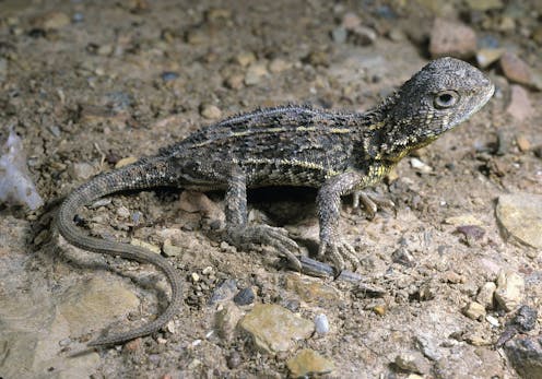 Why we're not giving up the search for mainland Australia's 'first extinct lizard'