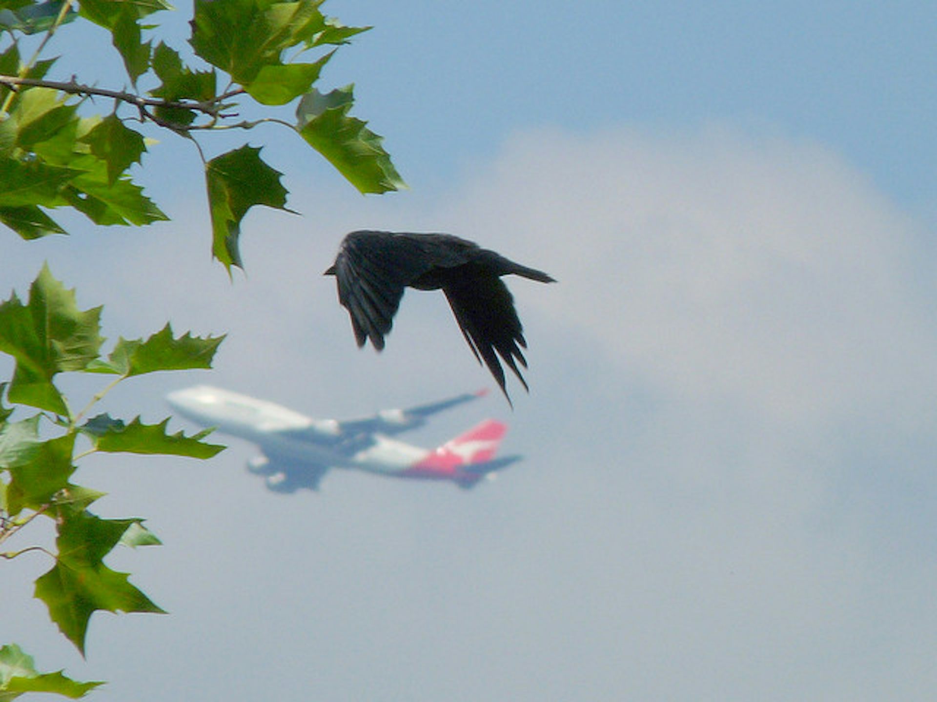 Bird Strikes Could Ground Boris Isle Of Grain Airport Plan