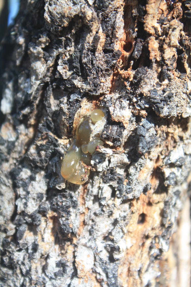 Meet the Kakadu plum: an international superfood thousands of years in the making