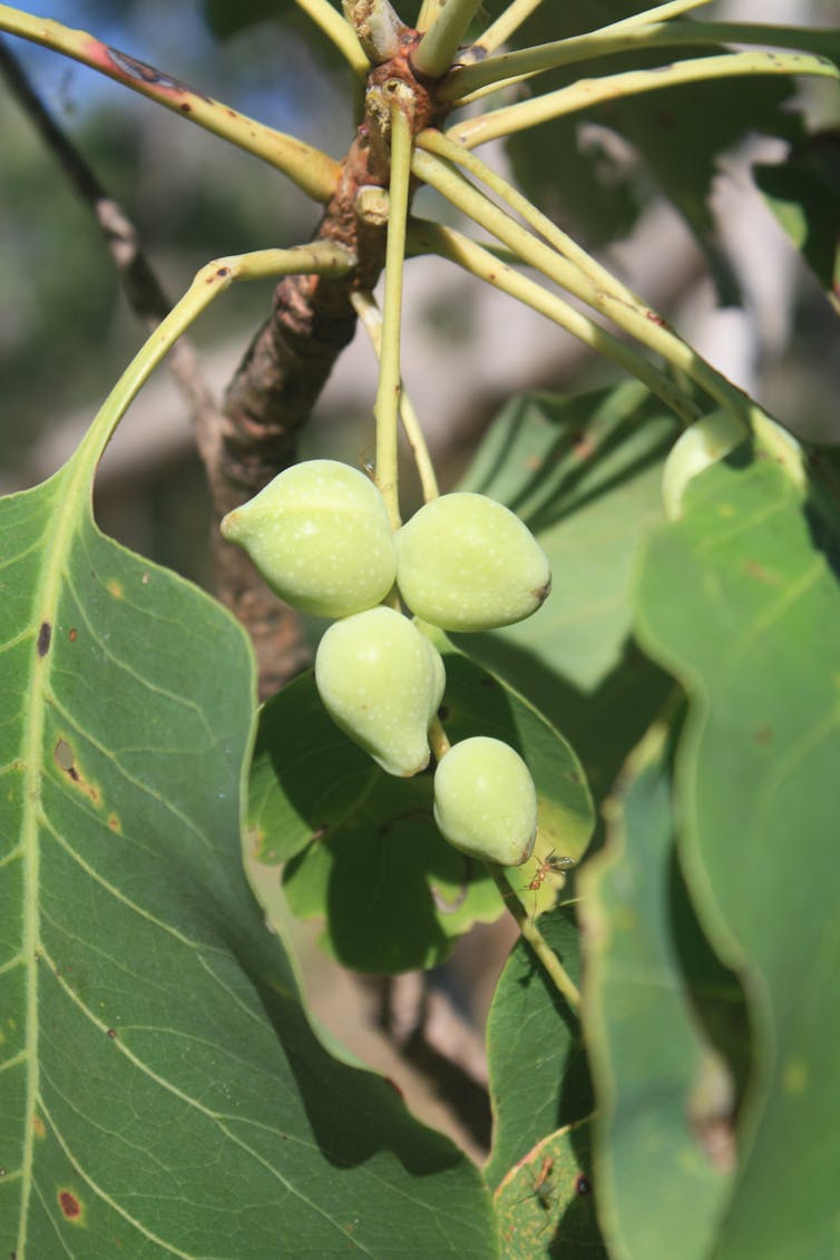 an international superfood thousands of years in the making