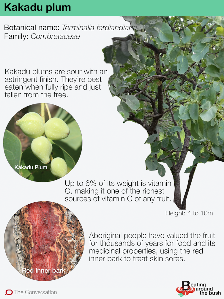 Meet the Kakadu plum: an international superfood thousands of years in the making