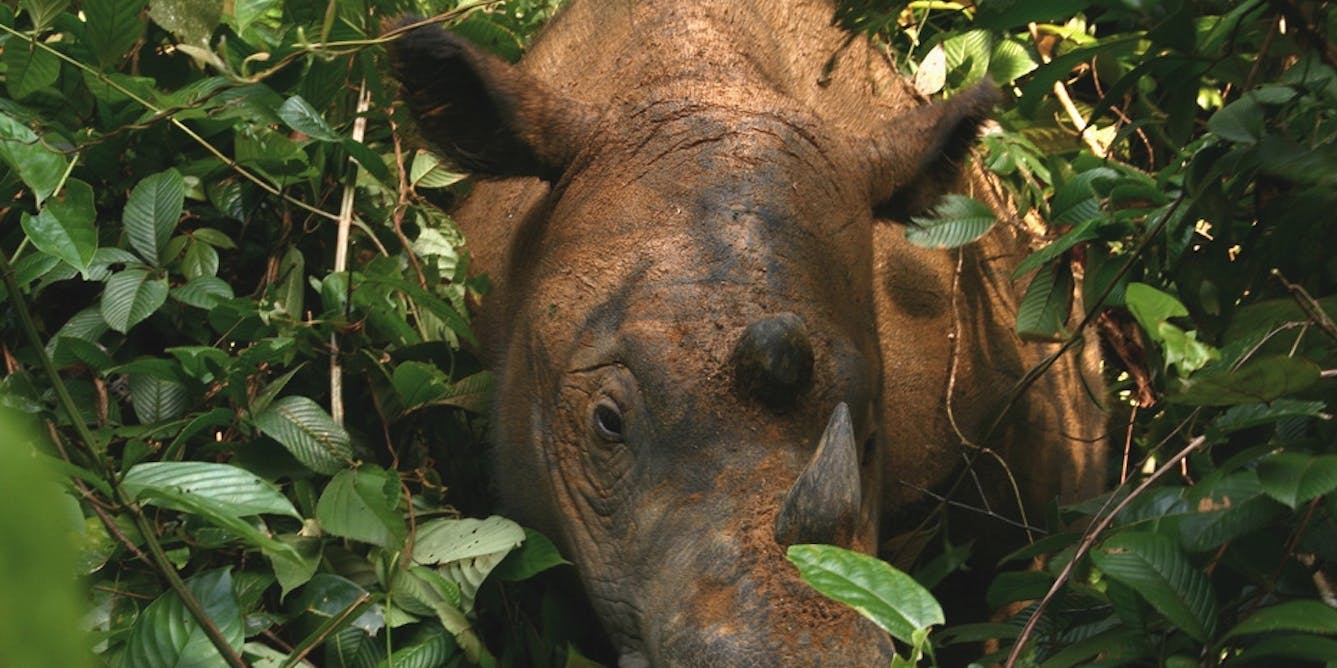 Носорог в тропическом лесу. Суматранский носорог. Суматранский носорог фото. Испуганный носорог в джунглях. Носороги травку кушают.