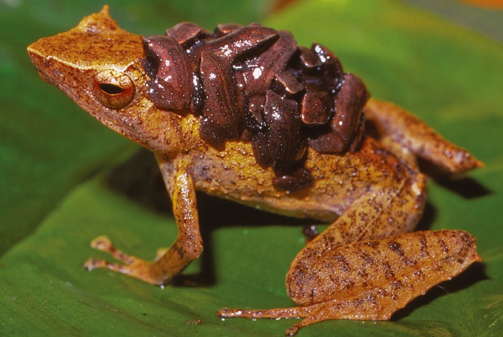 A deadly fungus threatens to wipe out 100 frog species – here's