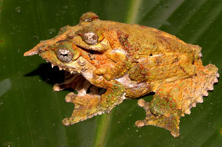 A deadly fungus threatens to wipe out 100 frog species – here's how it can be stopped