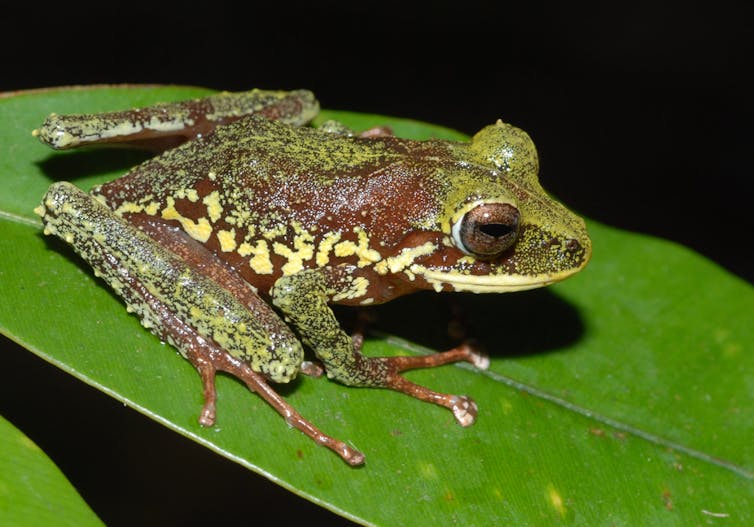 A deadly fungus threatens to wipe out 100 frog species – here's how it can be stopped