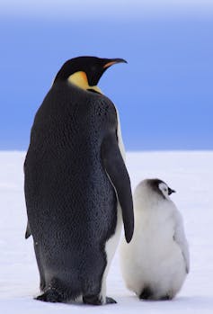 how can penguins stay warm in the freezing cold waters of Antarctica?