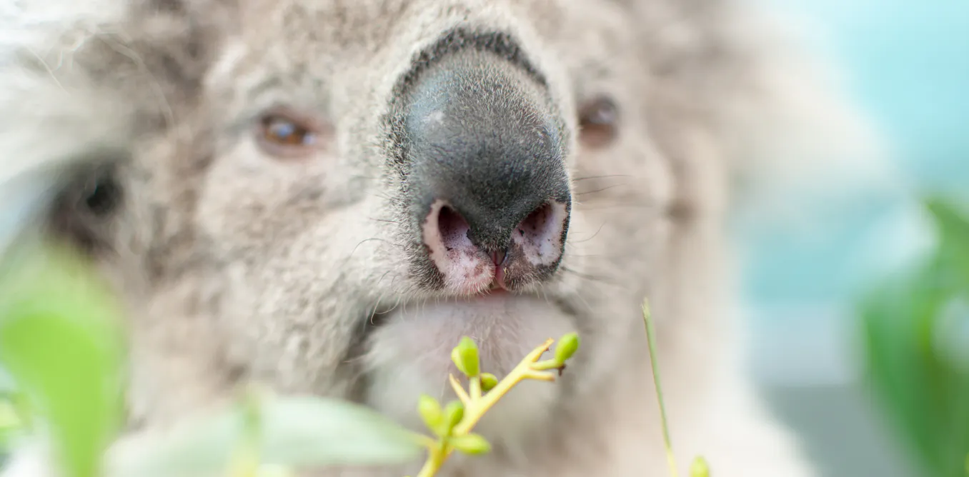 What does a koala’s nose know? A bit about food, and a lot about making ...