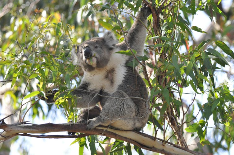 What does a koala's nose know? A bit about food, and a lot about making friends