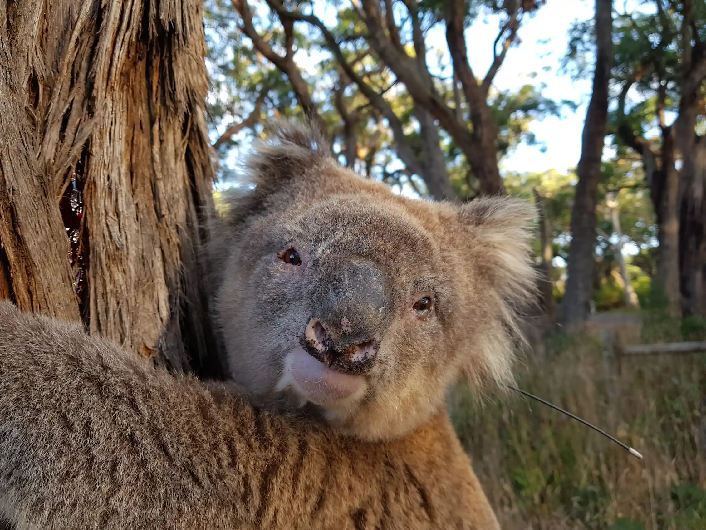 What does a koala's nose know? A bit about food, and a lot about making ...