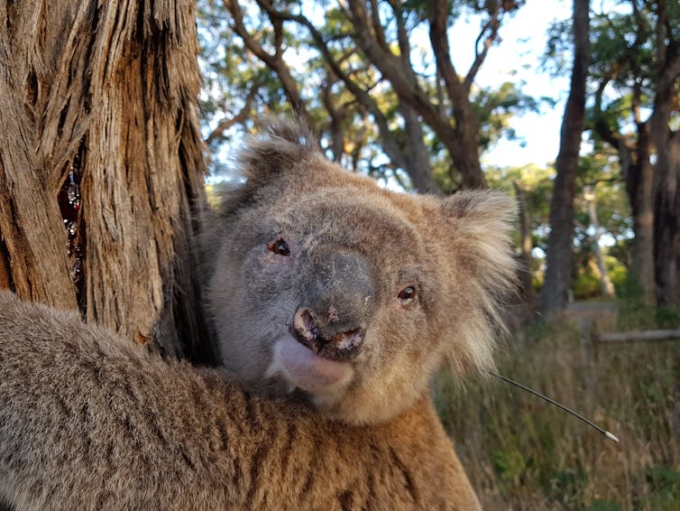 What does a koala's nose know? A bit about food, and a lot about making friends