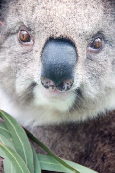 What does a koala's nose know? A bit about food, and a lot about making friends