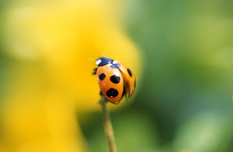 why don't ladybirds have tails?